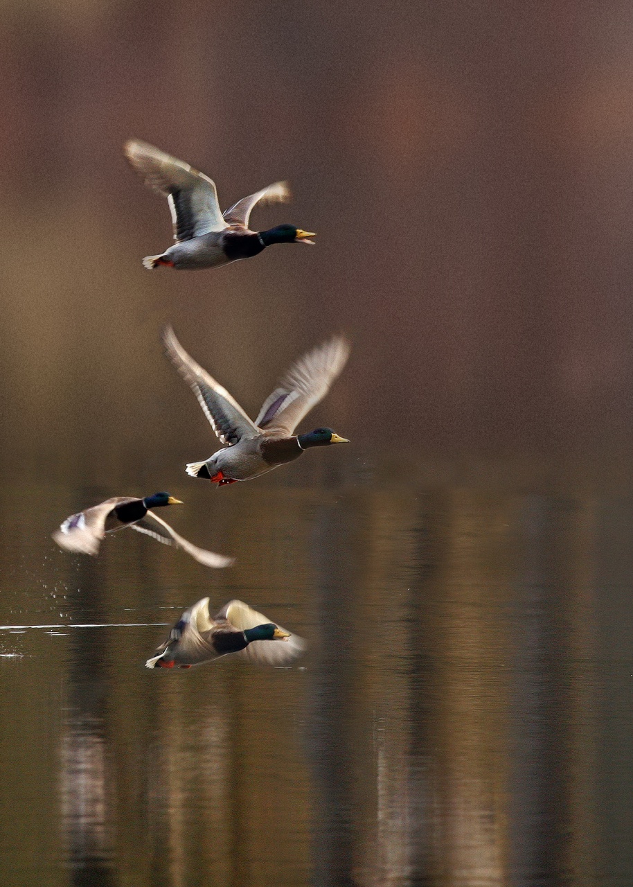 Enten_Flugstudie_Agnes.jpg