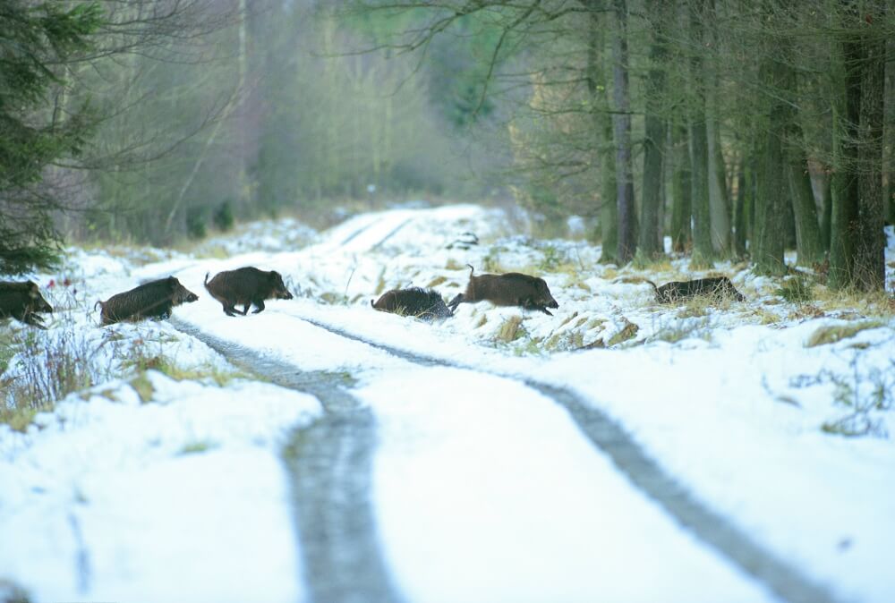 Wild Boar 0873.jpg